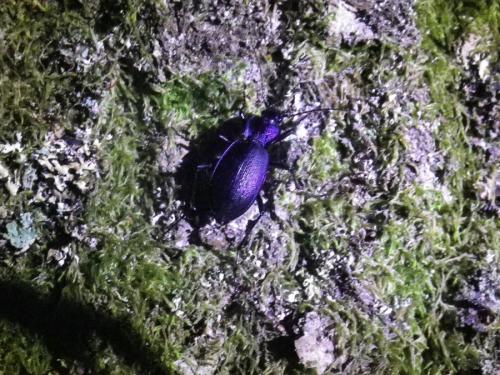 Réf. 297 384 : Carabus problematicus